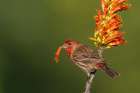 House finch with ocotillo cactus bloom in southern Arizona Art Print